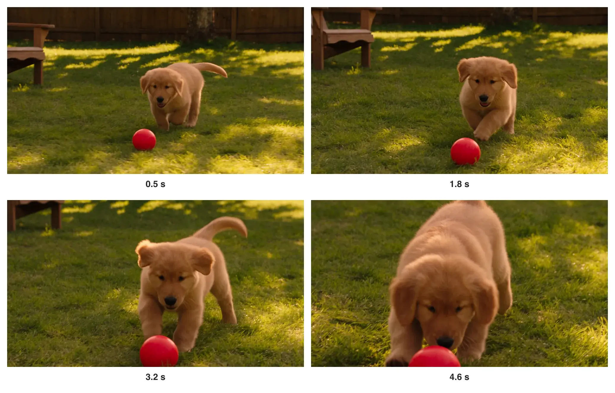 Vier Bilder aus dem Welpen-Clip: der Welpe hinter einem roten Ball auf sonnigem Rasen